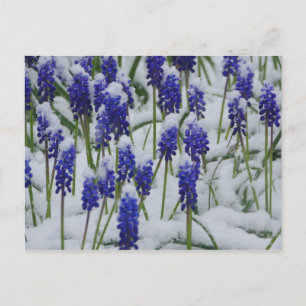 Hyacinthes de raisin dans carte postale Neige