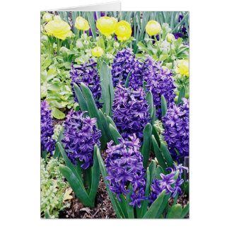 Hyacinthes et tulipes africaines