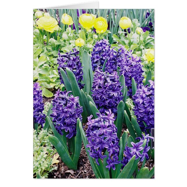 Hyacinthes et tulipes africaines (Devant)