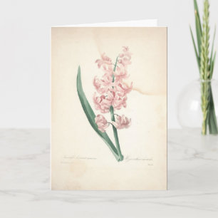 Hyacinthus Orientalis par la carte de sympathie de