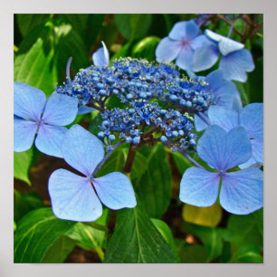 Hydrangea à chapeau de dentelle bleu - Affiche