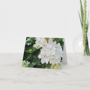 Hydrangea Blanche Merci