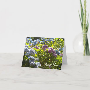 Hydrangea Bleu et Rose Merci