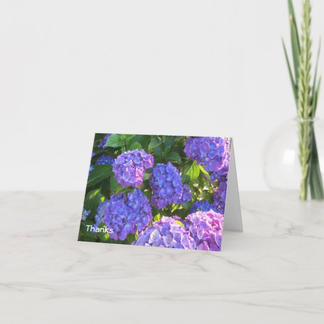 Hydrangea Bleu et Violet Merci (Devant)