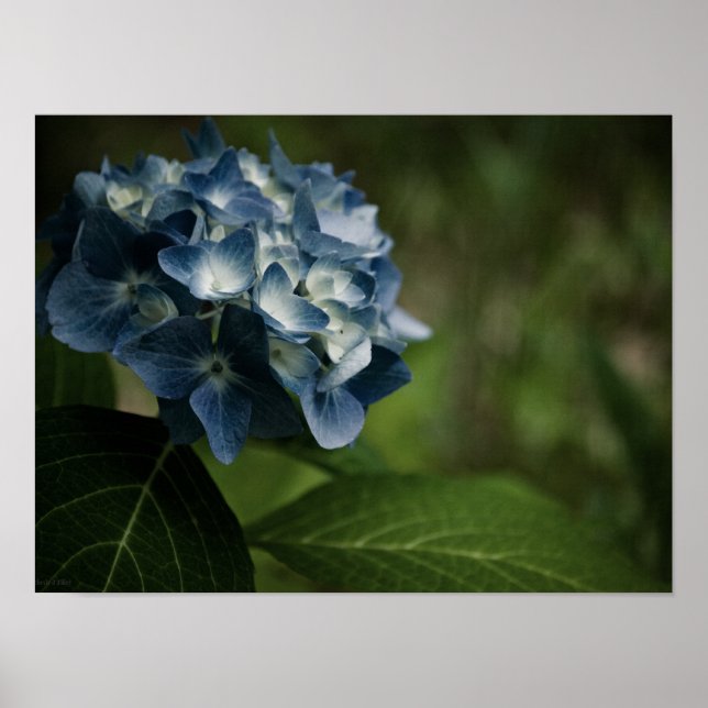 Hydrangea Bleue 8519 Impression (Devant)