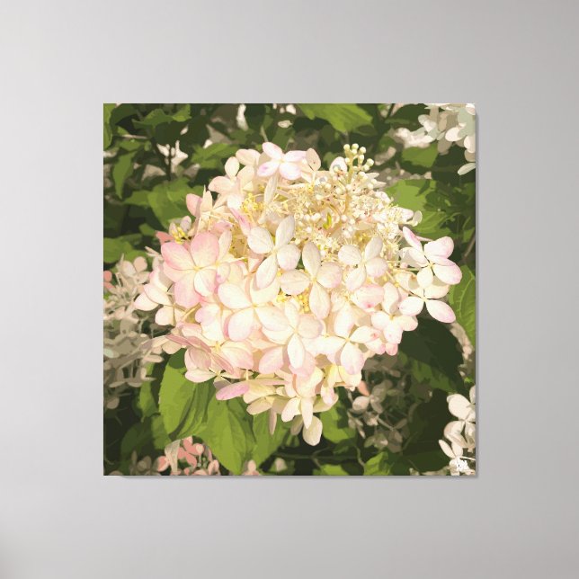 Hydrangea - Blush - Impression en toile (Recto)