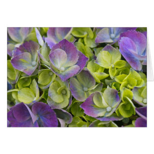 Hydrangea du jardin de Keukenhof