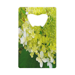 Hydrangea Limelight Vert Chartreuse Élégant