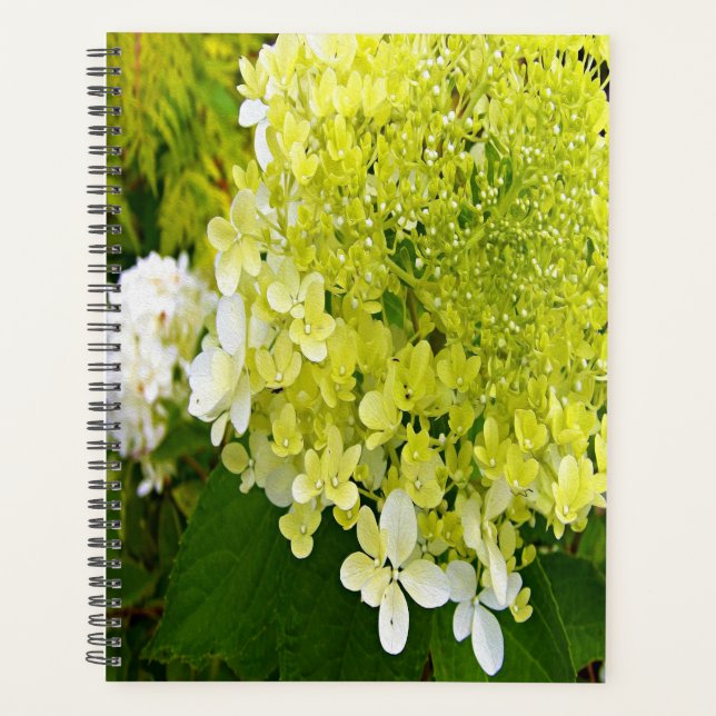 Hydrangea Limelight Vert Chartreuse Élégant (Devant)