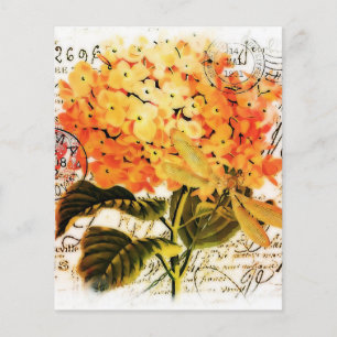 Hydrangea orange