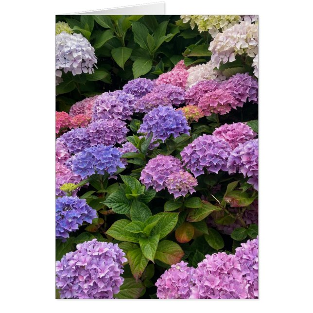 Hydrangea Photograph (Devant)
