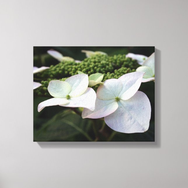 Hydrangea - Photographie Florale - Toile (Recto)