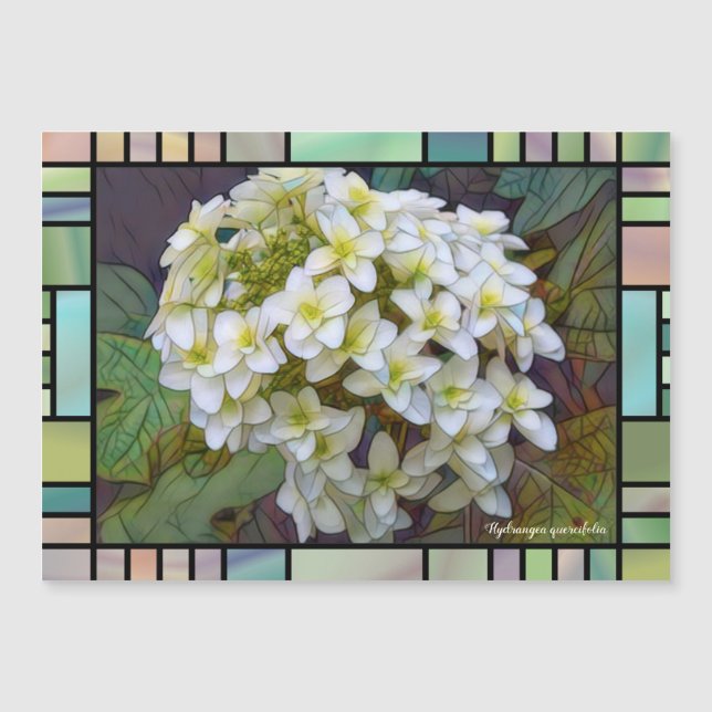 Hydrangea quercifolia [Magnet Card] (Devant)