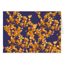 hydrangée orange et marine