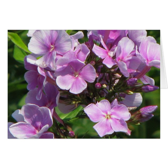 hydrangée rose (Devant horizontal)
