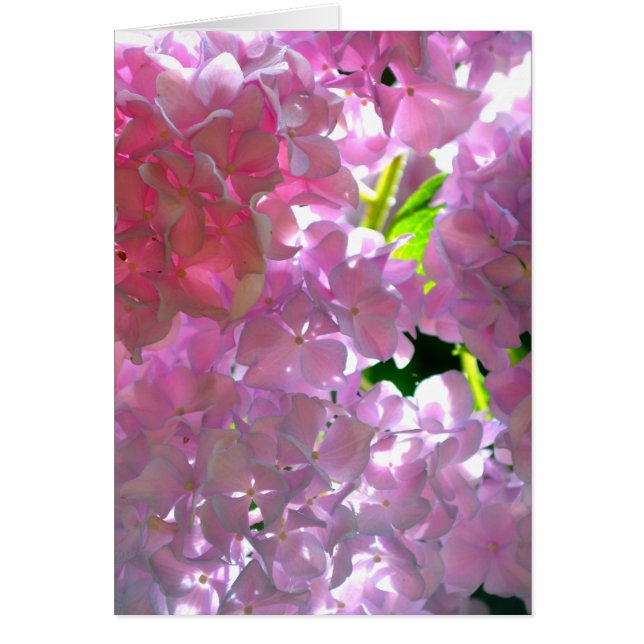 Hydrangées roses rayonnantes, fleurs roses (Devant)