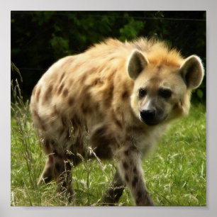 Hyena Poster Print