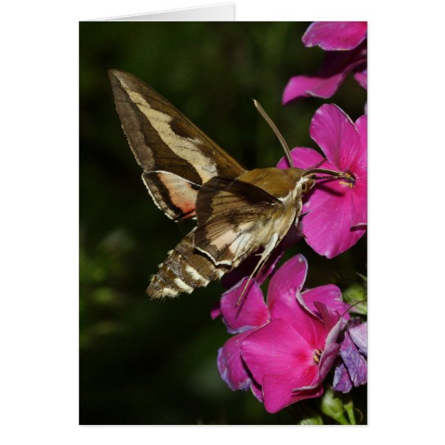 Hyles gallii (Devant)