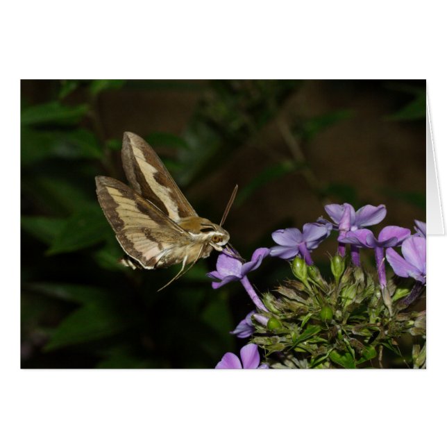 Hyles gallii (Devant horizontal)