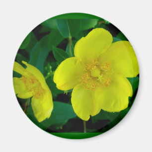 Hypericum Magnet