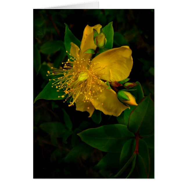 Hypernium (Devant)