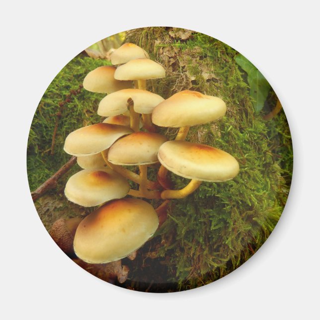Hypholoma fasciculare Magnet de champignons (Devant)