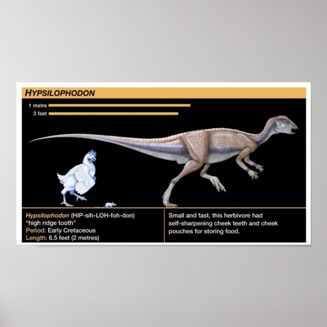 Hypsilophodon - Biology Jurassic Dinosaur Poster (Devant)