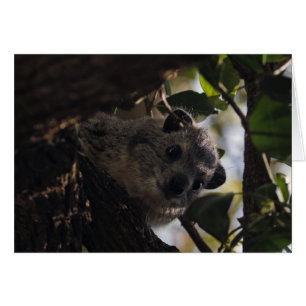 Hyrax de Bush