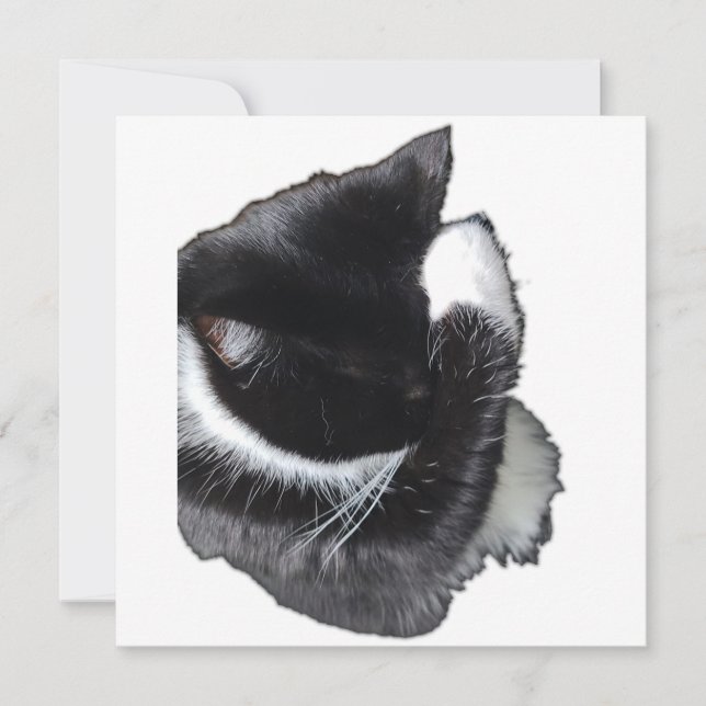 I Can't Even Right Meow (Devant)