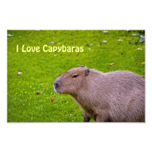 I Love Capybaras Photo Élargissement