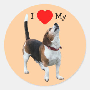 I Love Heart My Beagle Chien Sticker