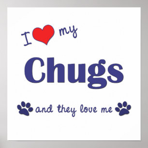 I Love My Chugs (Multiple Dogs) Poster Imprimer