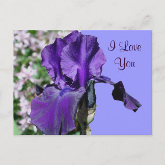 I Love You Purple Iris Flower Photo Carte Postale
