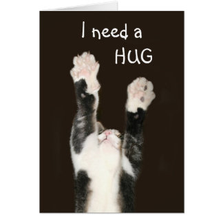 I need a hug cat