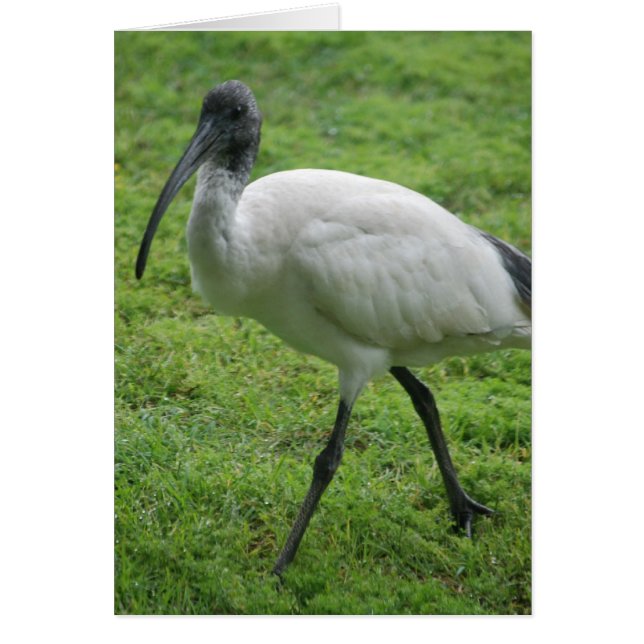 Ibis (Devant)
