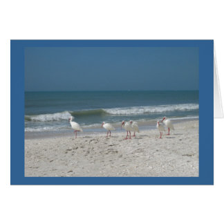 Ibis Beach