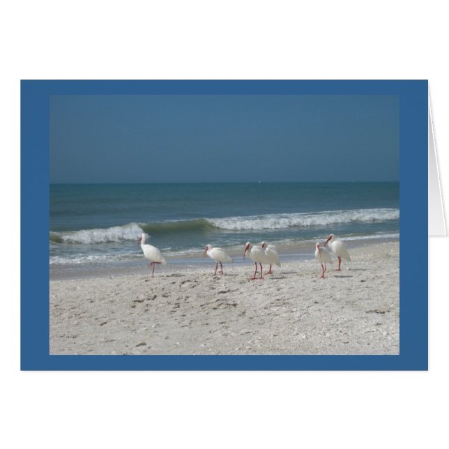 Ibis Beach (Devant horizontal)