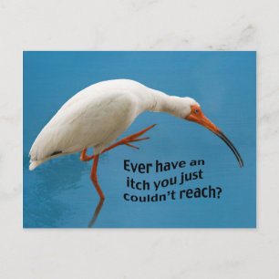 Ibis blanc avec carte postale Itch
