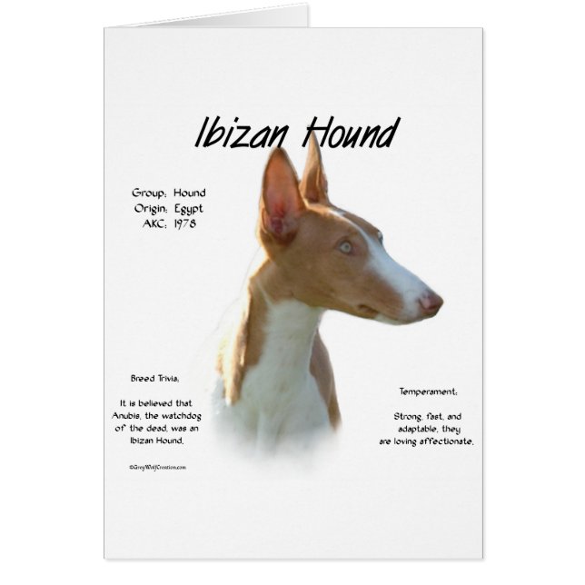 Ibizan Hound History Design (Devant)