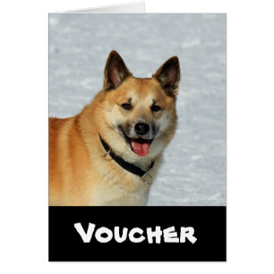 IcelandicSheepdog20150904