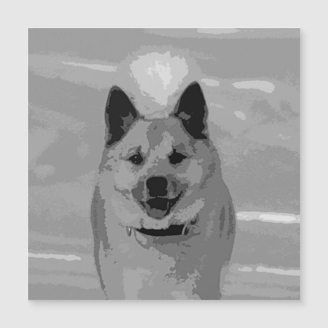 IcelandicSheepdog20151203 (Devant)