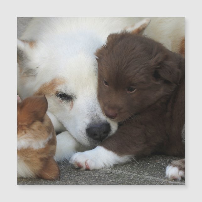 IcelandicSheepdog_20171203_by_JAMFoto (Devant)