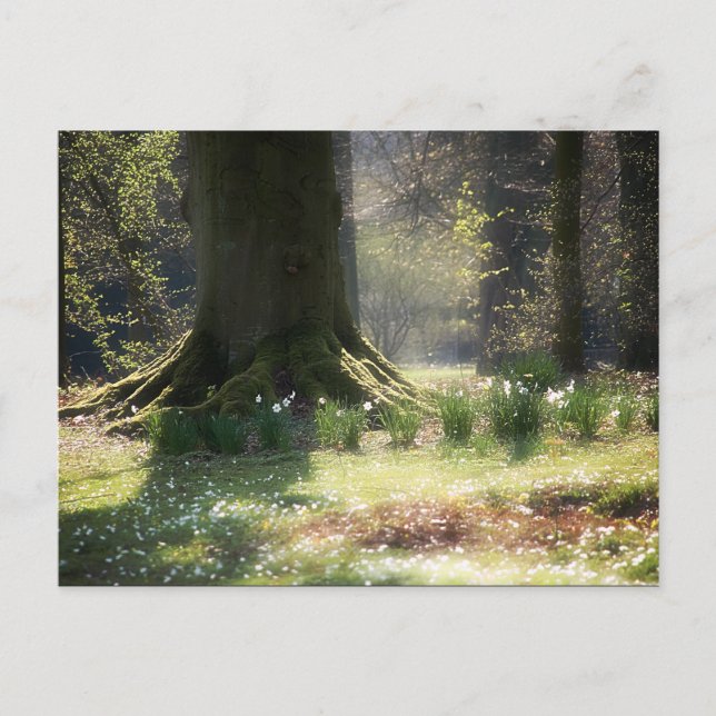 Ici il y a Féeries Carte postale (Devant)