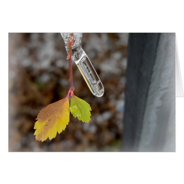 Icicule sur la feuille (Devant horizontal)