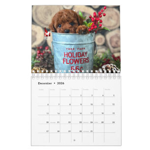 Idaho Jewels Poodles Calendrier 2026