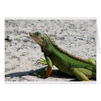 Iguana