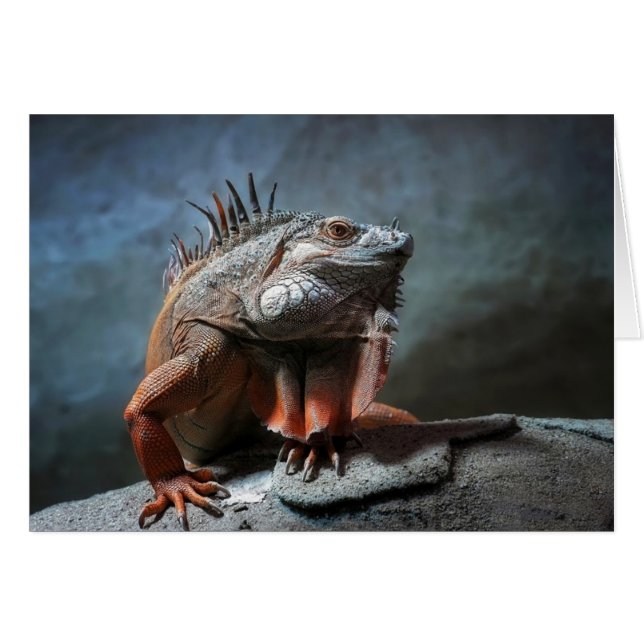 Iguana (Devant horizontal)
