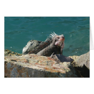 Iguana à St Thomas