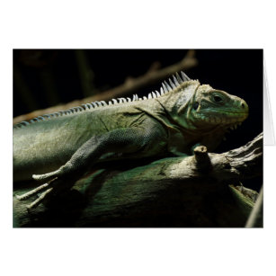 Iguana delicatissima