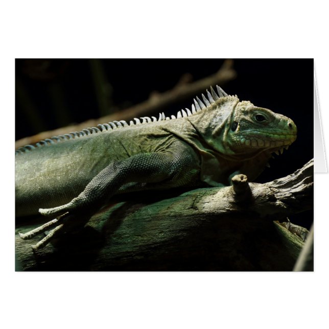 Iguana delicatissima (Devant horizontal)